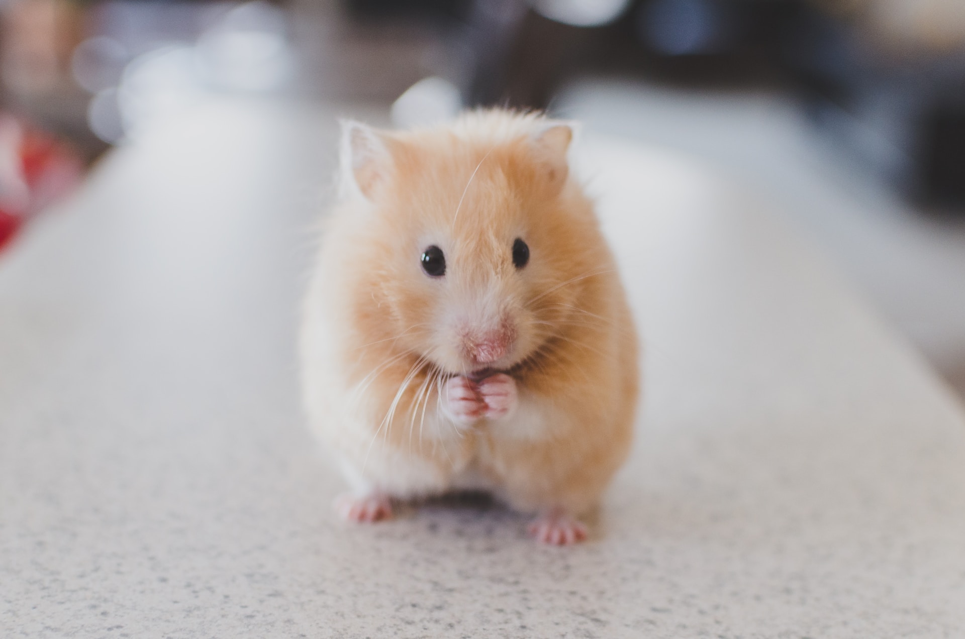 Age-specific survival curves for male and female Syrian hamsters of the